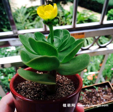 多肉金钱木养殖方法和注意事项