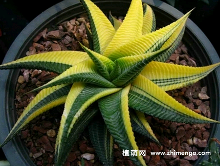 多肉植物琉璃殿养殖方法