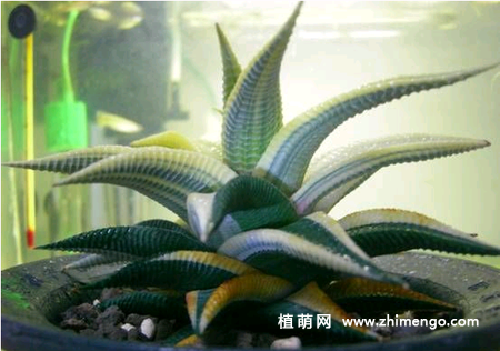 多肉植物琉璃殿养殖方法
