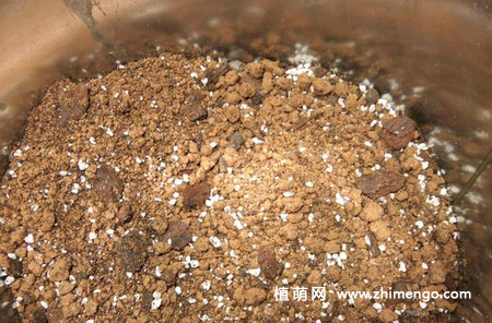 多肉植物琉璃殿养殖方法