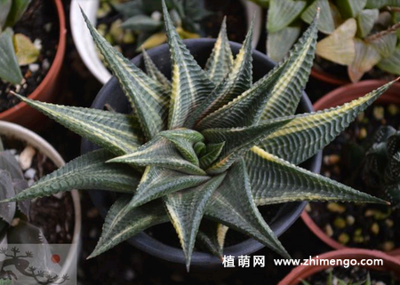 多肉植物琉璃殿养殖方法