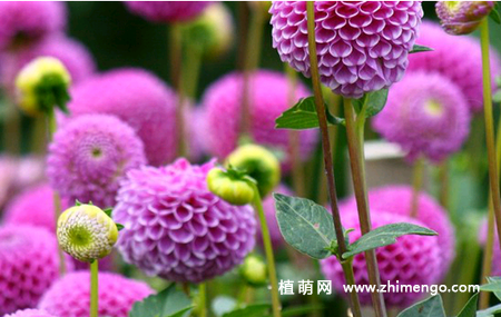 大丽花怎么养，大丽花养殖方法和注意事项