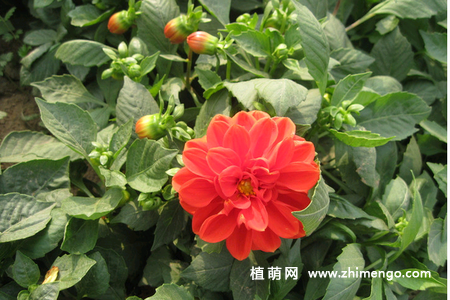 大丽花怎么养，大丽花养殖方法和注意事项