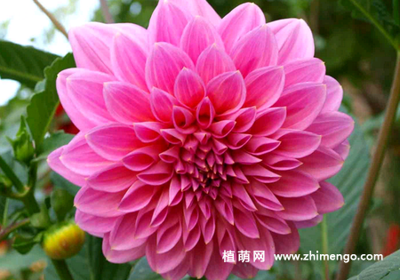 大丽花怎么养，大丽花养殖方法和注意事项