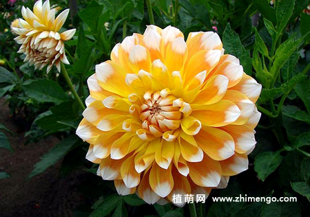 大丽花怎么养，大丽花养殖方法和注意事项