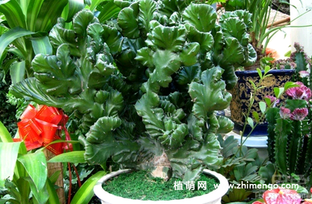 金麒麟花养殖方法