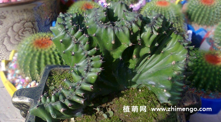 金麒麟花养殖方法