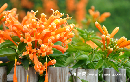 炮仗花养殖种植方法，炮仗花养殖注意事项