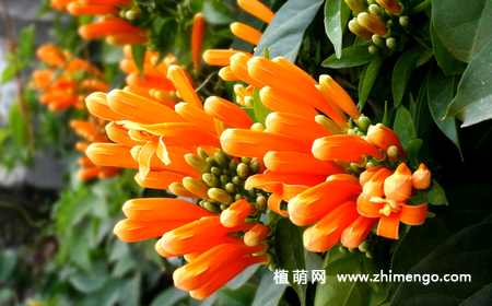 炮仗花养殖种植方法，炮仗花养殖注意事项