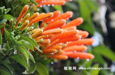 炮仗花养殖种植方法，炮仗花养殖注意事项