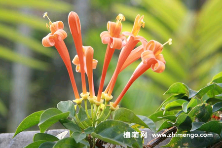 炮仗花养殖种植方法，炮仗花养殖注意事项