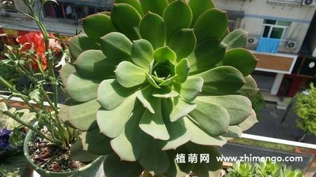 莲花掌如何养殖，莲花掌多肉的养殖、繁殖方法