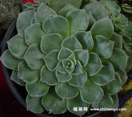 莲花掌如何养殖，莲花掌多肉的养殖、繁殖方法