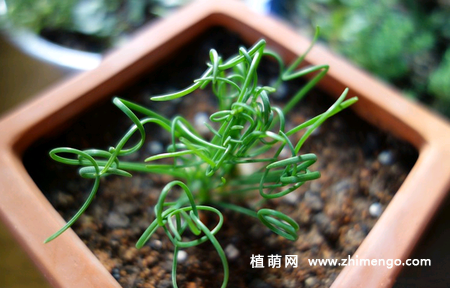 弹簧草怎么种植,弹簧草种植方法