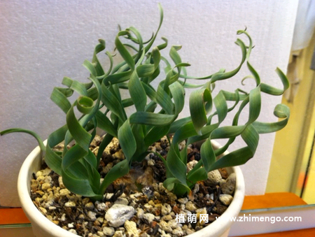 弹簧草怎么种植,弹簧草种植方法