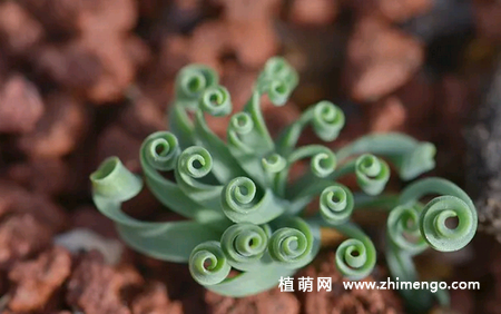 弹簧草怎么种植,弹簧草种植方法