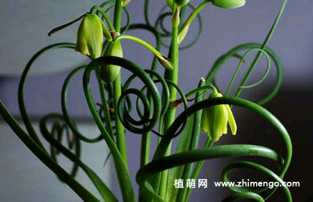 弹簧草怎么种植,弹簧草种植方法