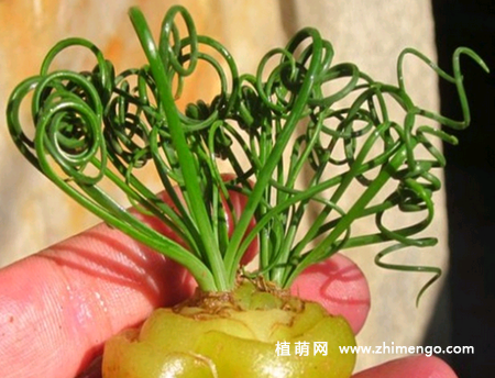 弹簧草怎么种植,弹簧草种植方法