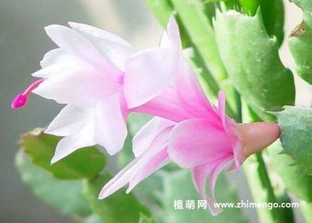 蟹爪兰的养殖方法和注意事项,蟹爪兰深度养殖技