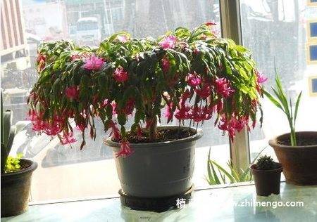 蟹爪兰的养殖方法和注意事项,蟹爪兰深度养殖技