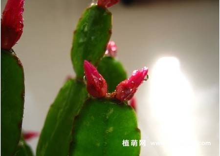 蟹爪兰的养殖方法和注意事项,蟹爪兰深度养殖技