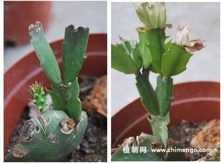 蟹爪兰的养殖方法和注意事项,蟹爪兰深度养殖技