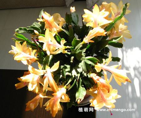 蟹爪兰的养殖方法和注意事项,蟹爪兰深度养殖技