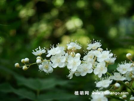 珍珠梅盆景养殖方法,珍珠梅怎么养好