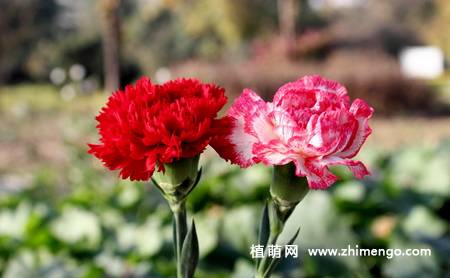 盆栽康乃馨怎么养,康乃馨养殖方法