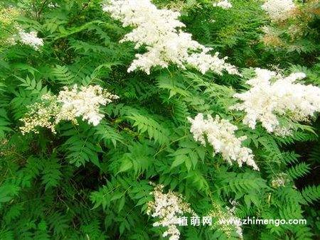 珍珠梅盆景养殖方法,珍珠梅怎么养好