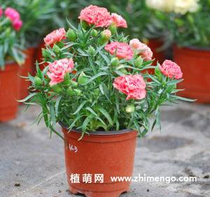 盆栽康乃馨怎么养,康乃馨养殖方法