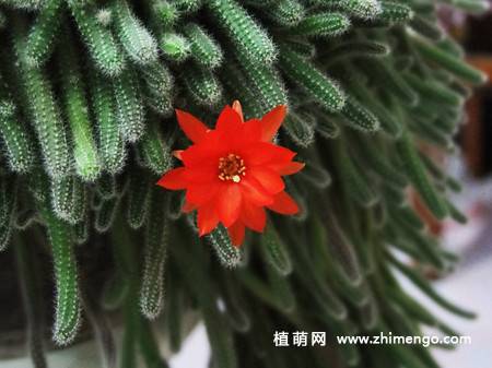 仙人指的养殖方法，仙人指怎么养护好