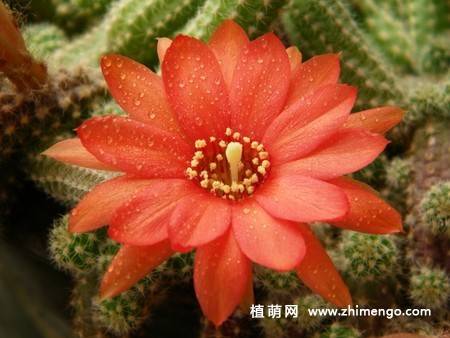 仙人指的养殖方法，仙人指怎么养护好