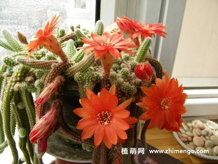 仙人指的养殖方法，仙人指怎么养护好