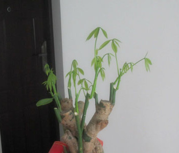 发财树怎么修剪。修剪方法