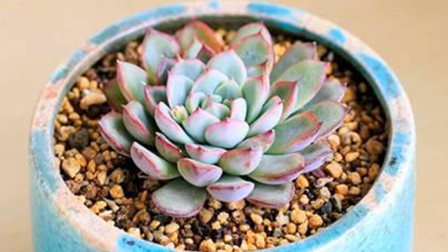 花月夜养殖方法