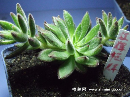 红辉艳多肉养殖，繁殖方法