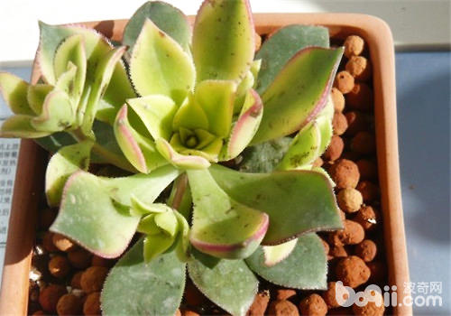 红辉艳的栽培要点