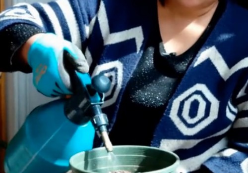 盆栽香雪兰种植方法