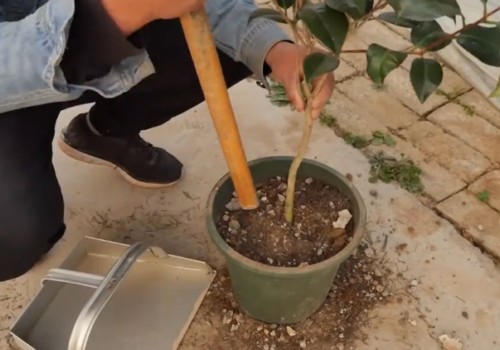 茶花盆栽种植方法