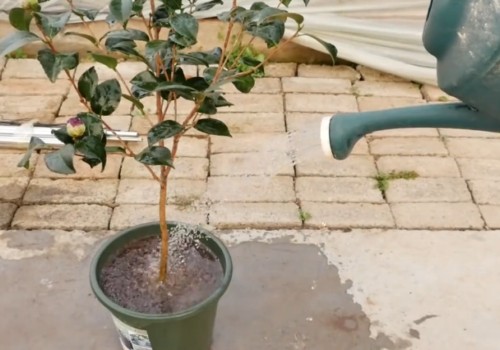 茶花盆栽种植方法