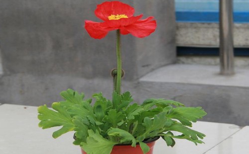 虞美人盆栽种植方法