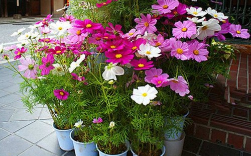 格桑花盆栽种植方法