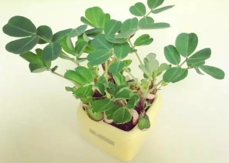 盆栽花生怎么种
