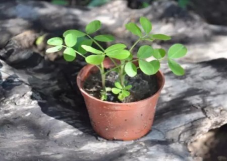 盆栽花生怎么种