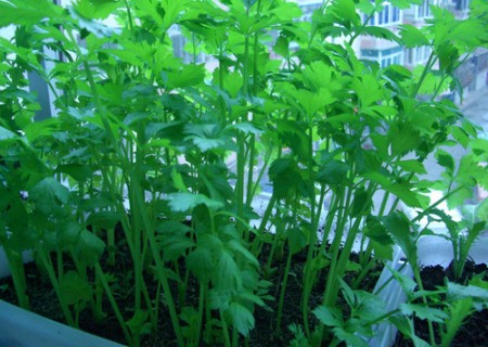如何盆栽芹菜-阳台盆栽芹菜种植技术
