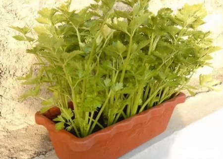 如何盆栽芹菜-阳台盆栽芹菜种植技术