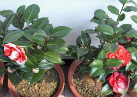 盆栽山茶花种子种植方法