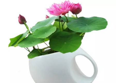 碗莲水培方法