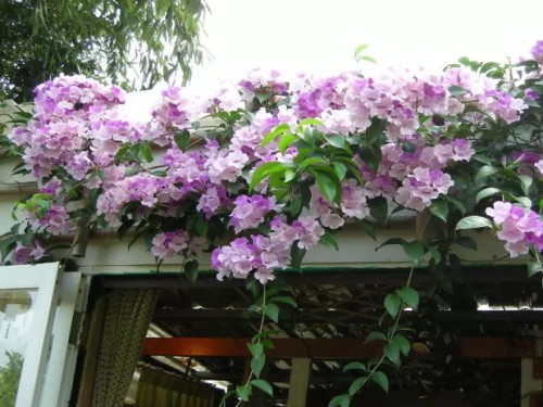蒜香藤怎么种